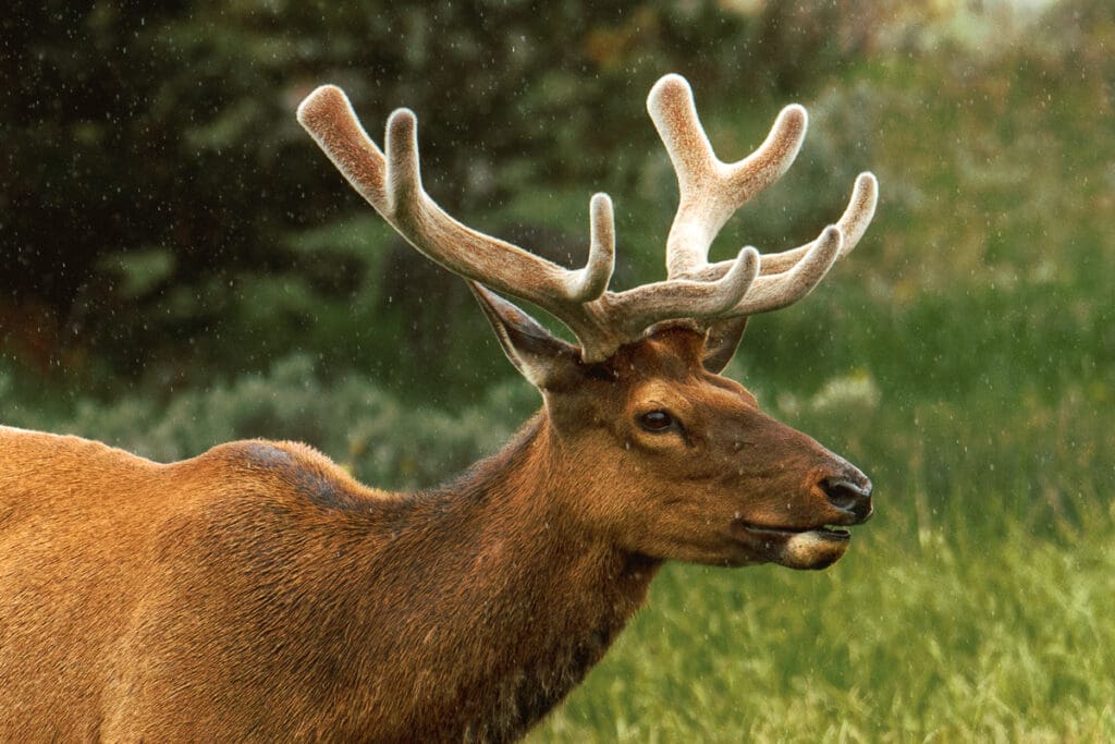 wildlife photography in yellowstone - buck
