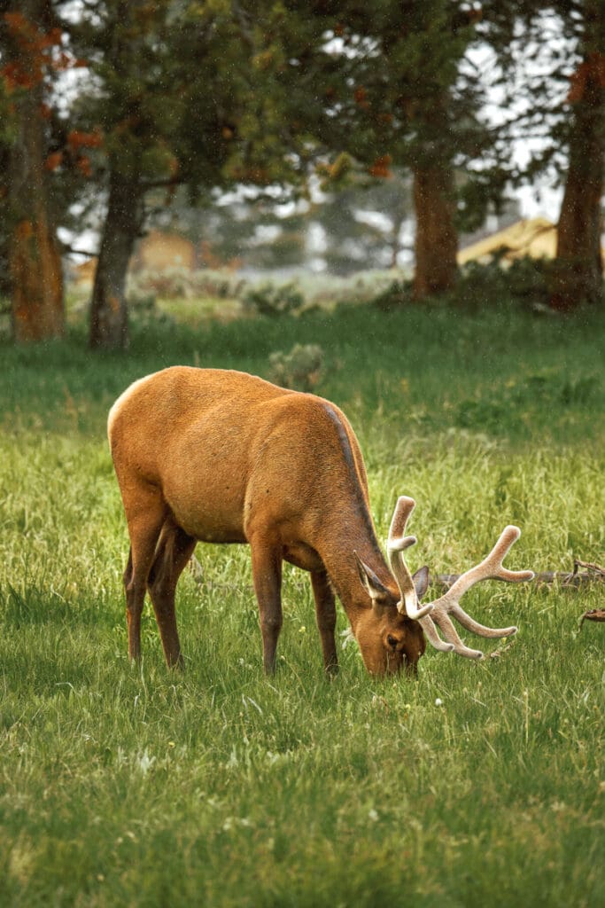 buck feeding in the rain in Yellowstone national park