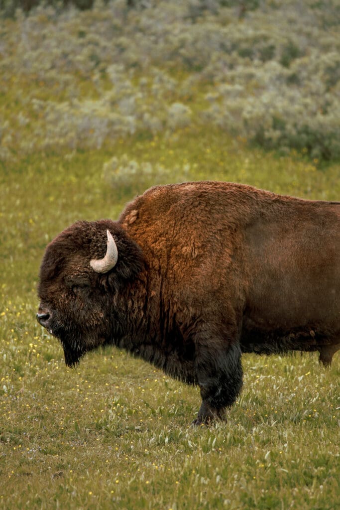 where to find bison in yellowstone national park