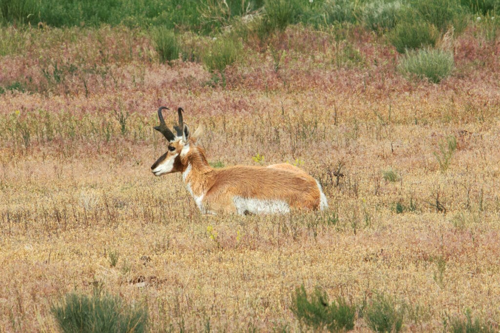 yellowstone wildlife photography