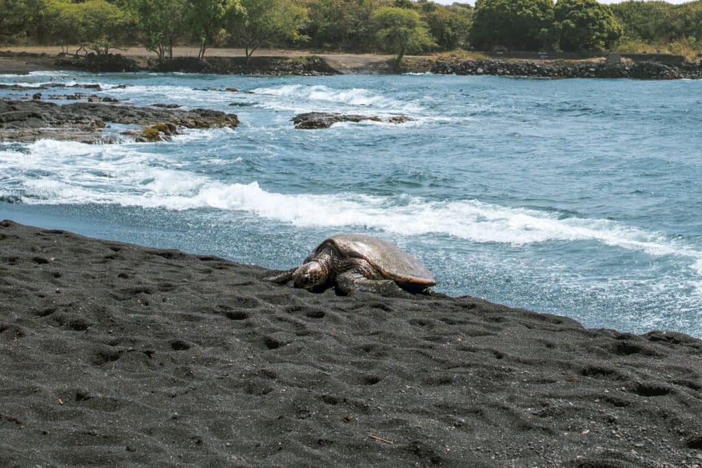 best place to see turtles hawaii big island