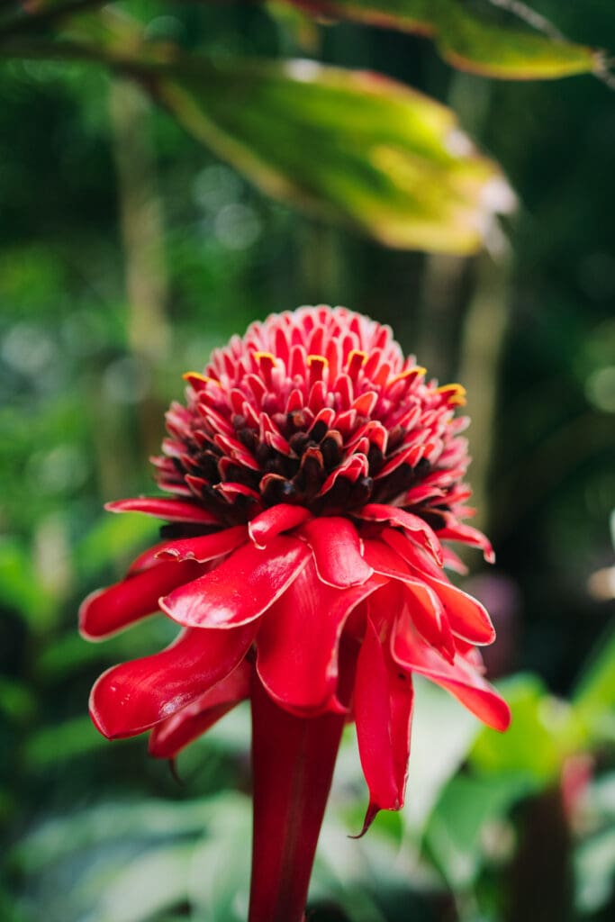 Red ginger flower Big Island Hawaii travel guide