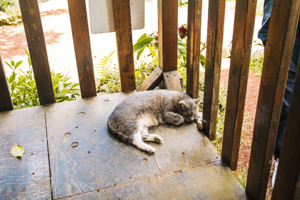 Cat sleeping on porch at Hawaii farm stay