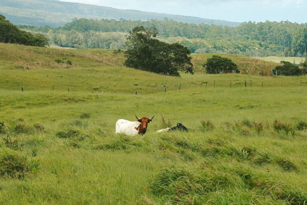 cows grazing on a Big Island farm Hawaii travel photography