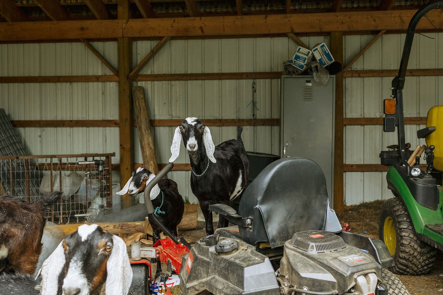 goats sitting on top of a tractor seat - vermont camping and cabin rental