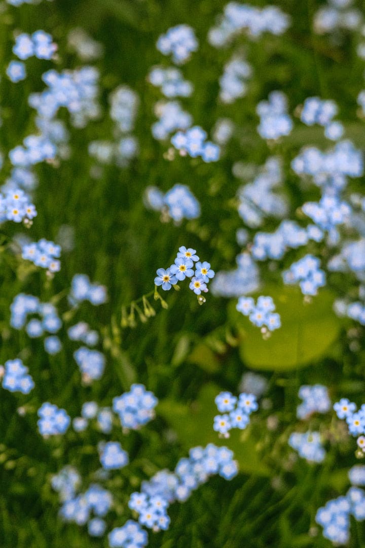 solo female traveler - photography of blue flowers