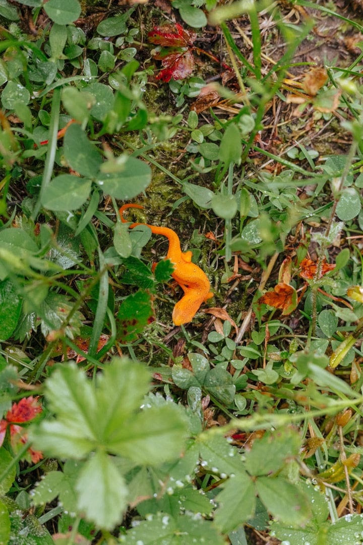 solo female traveler roadtrip through vermont