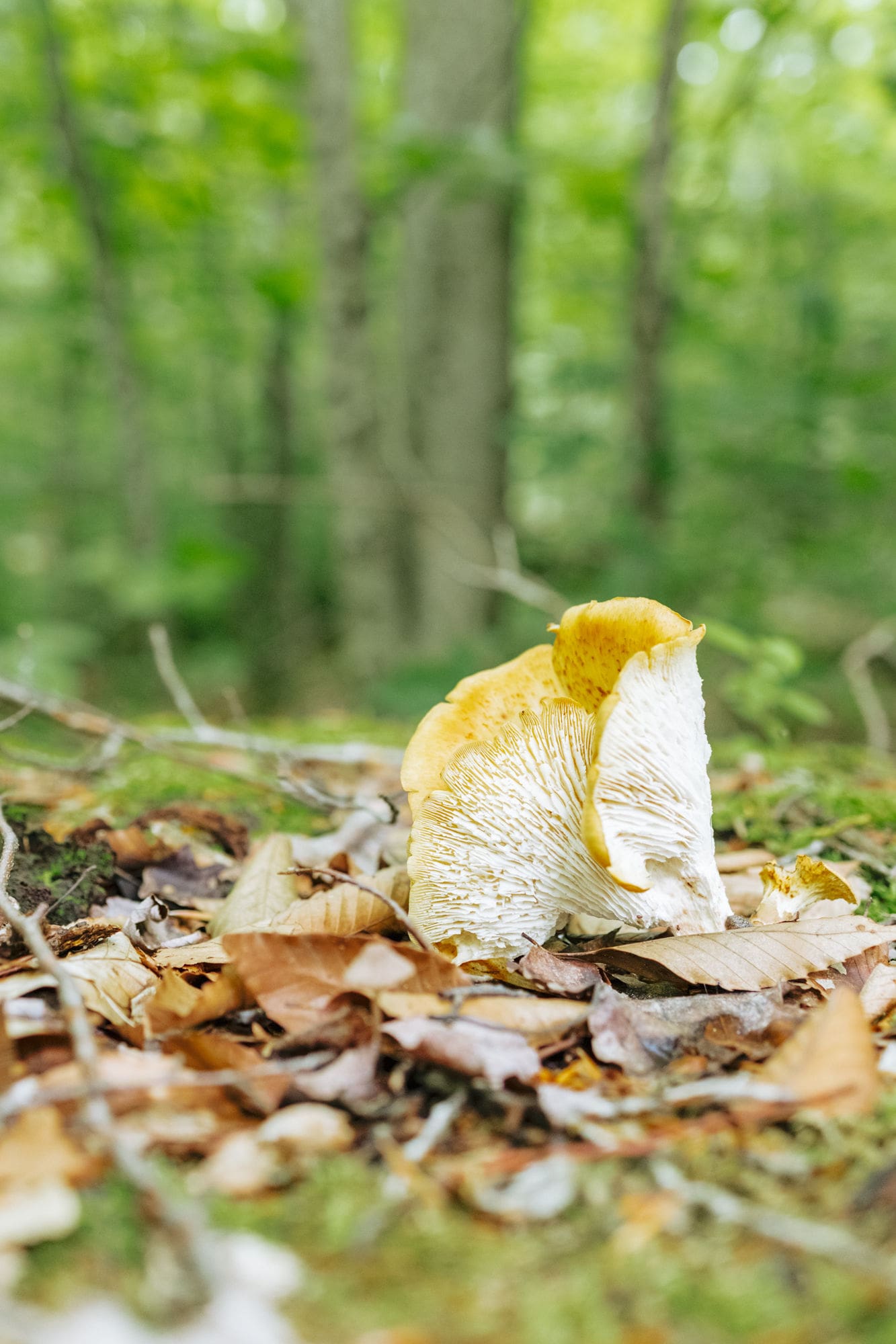 mushroom in the vermont dirt