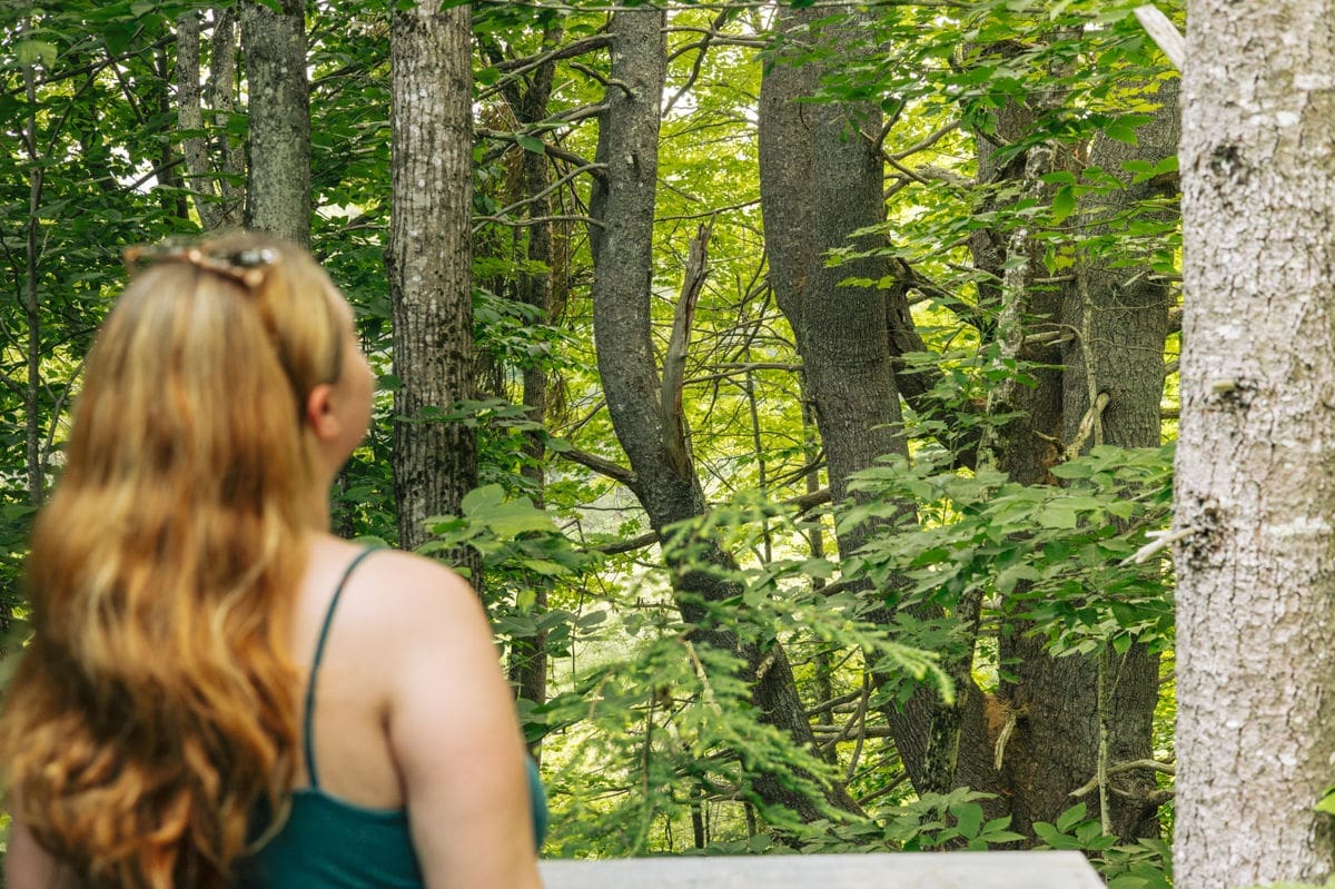 woodland rental cabin in maine