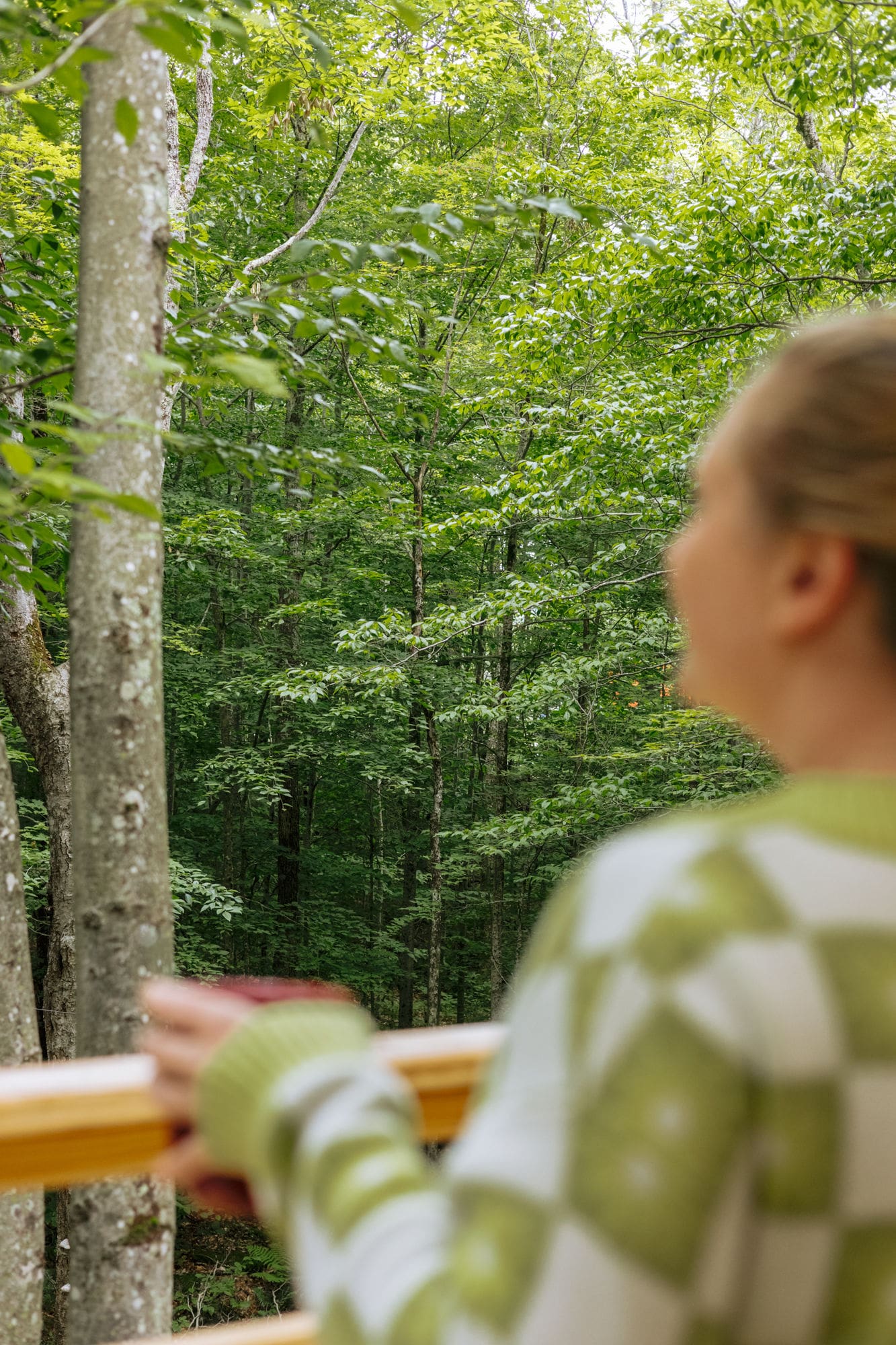 vermont trees - shot from the deck of bonnie doon manor