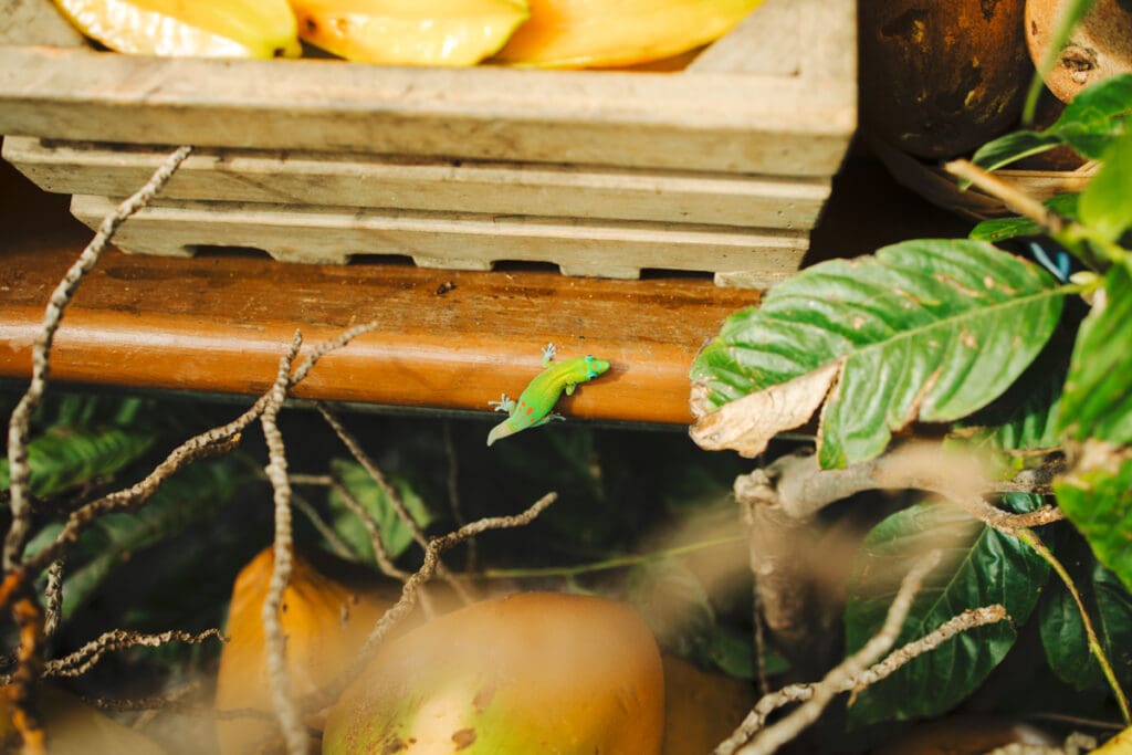 Fresh tropical fruit detail Big Island Hawaii