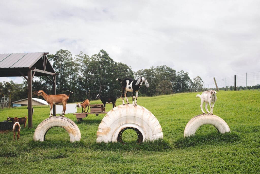 Farm stay experience on Hawaii’s Big Island