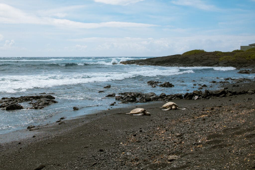 Sea turtle resting on black sand beach Hawaii