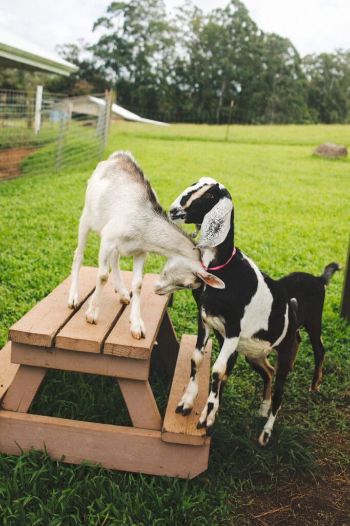 Baby goats on farm in Big Island Hawaii