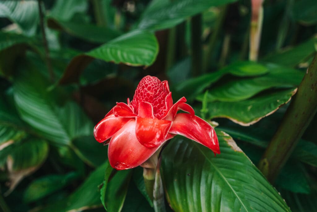 Red tropical flower Big Island Hawaii photography