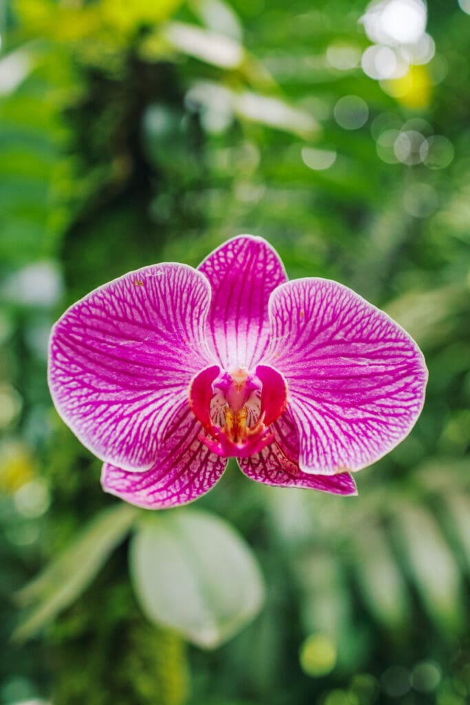 Pink orchid in Hawaii botanical garden Big Island