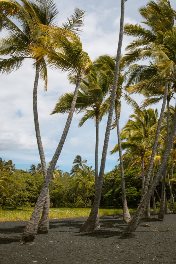 Black sand beach with palm trees Big Island Hawaii