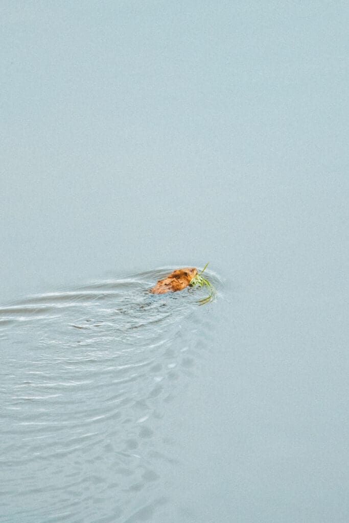 beaver swimming in yellowstone national park