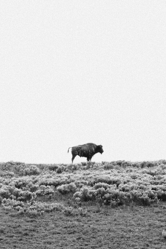 bison standing on hill in yellowstone national park